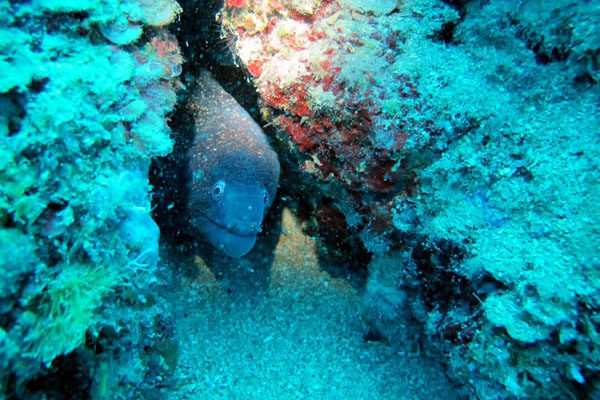 Gökçeada Dalış Merkezi