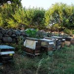 Gökhan’ın Bal Çiftliği