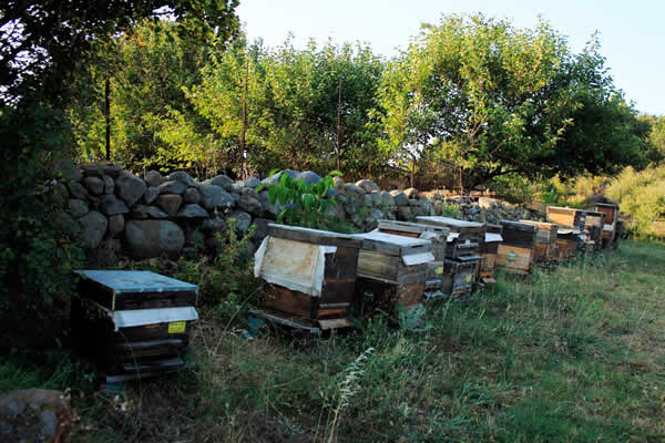 Gökhan’ın Bal Çiftliği