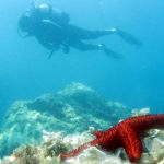 Gökçeada Dalış Merkezi