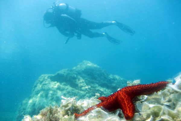 Gökçeada Dalış Merkezi