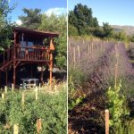 Gökhan’ın Bal Çiftliği