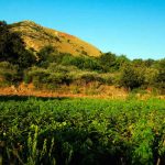 Gökhan’ın Bal Çiftliği