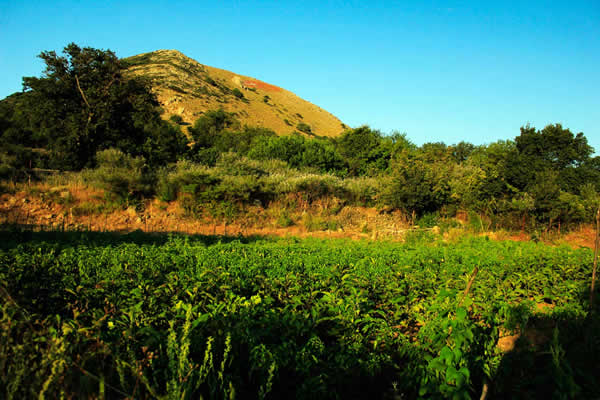 Gökhan’ın Bal Çiftliği