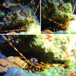 DivePark Dalış Merkezi